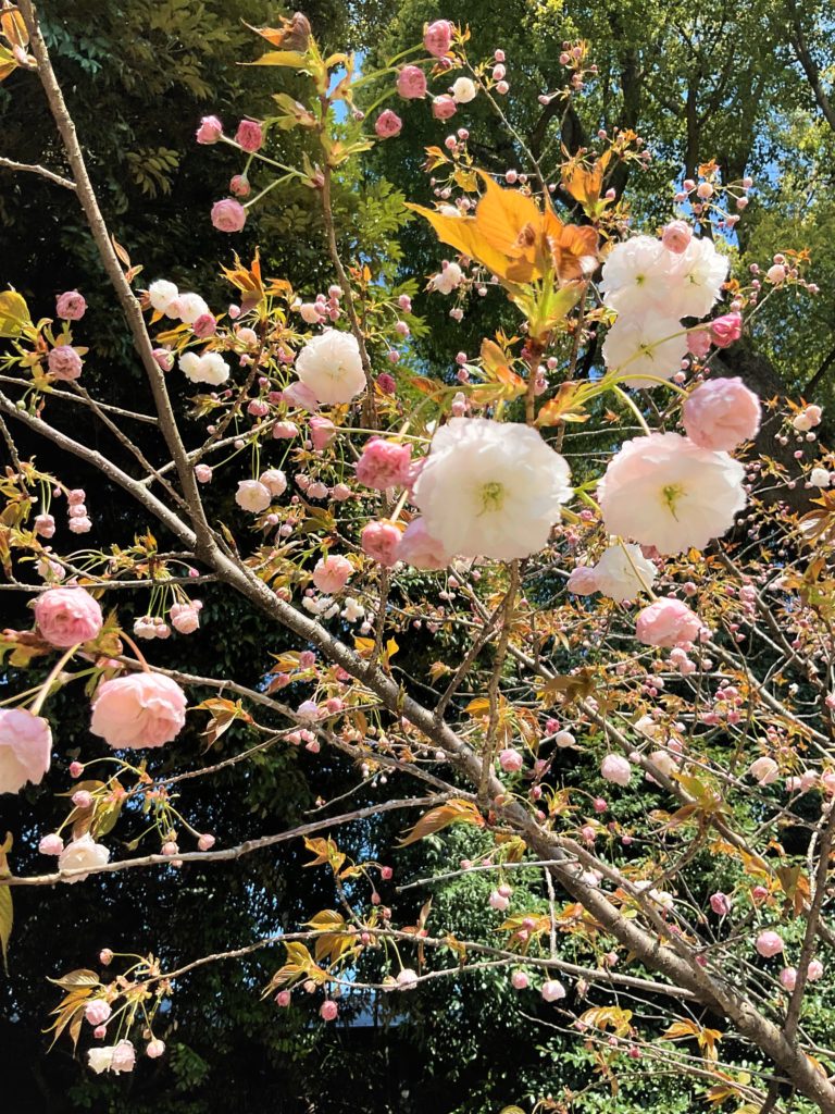 八重桜が咲きました❀