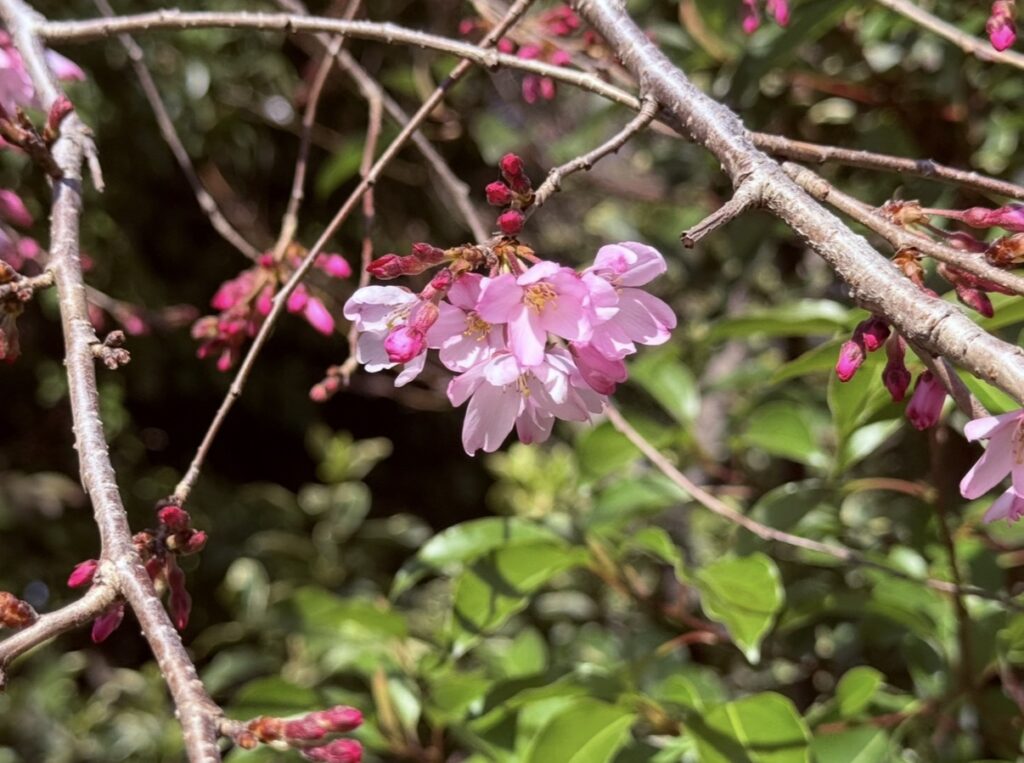 春の訪れと桜の神むすび